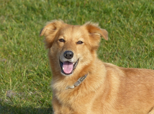 狗狗失智症照顧