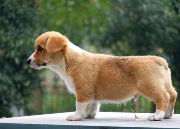 公狗發情味道處理