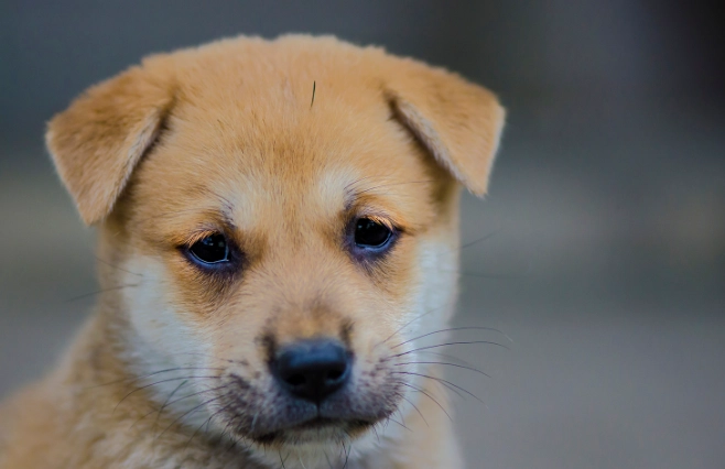 狗狗嘔吐黃色處理 狗狗嘔吐黃色處理