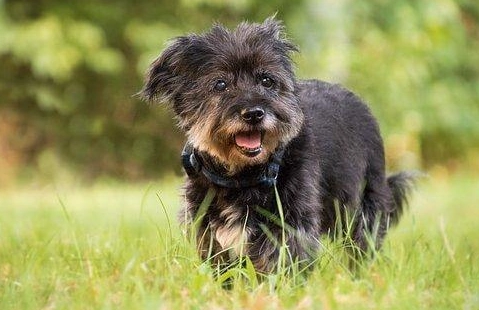 狗牙齦息肉症狀