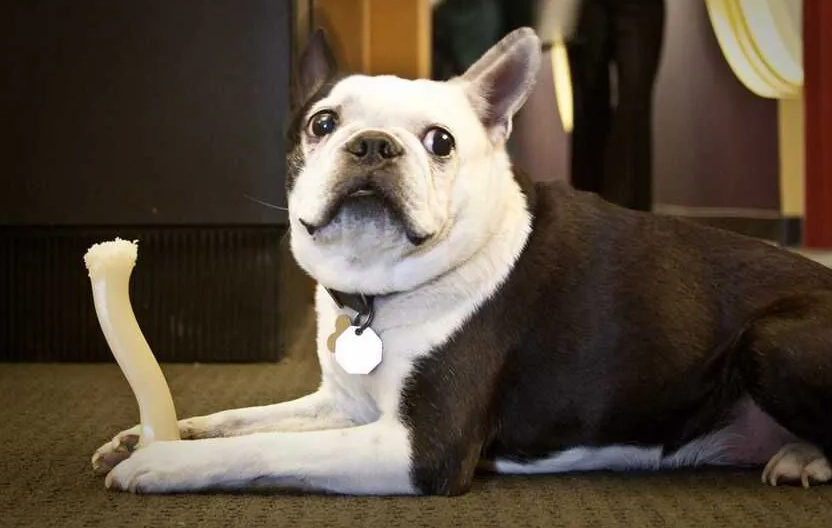 椎間盤突出手術費用