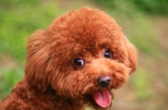 狗狗腎臟病症狀 狗狗腎臟病症狀