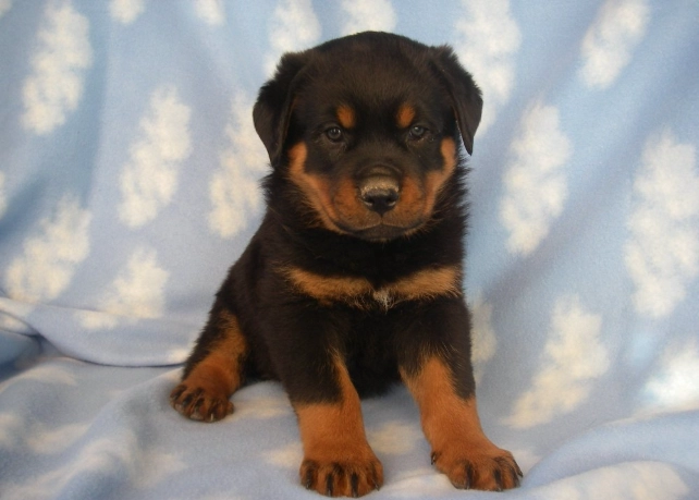 狗狗口腔保健食物