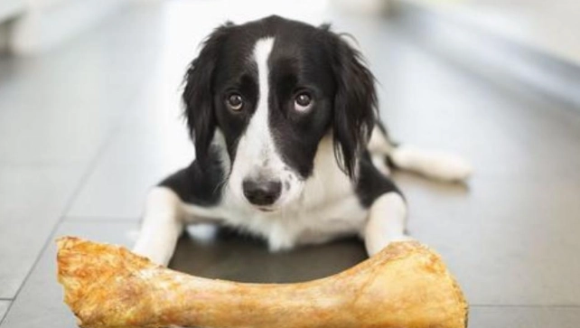 狗狗磨牙原因 狗狗磨牙原因