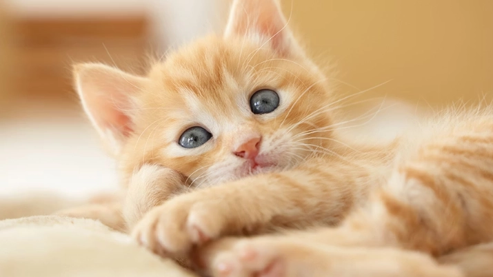 貓牙齒黑點處理