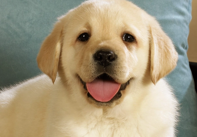 拔牙後狗狗照顧