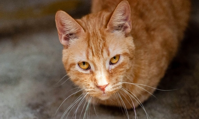 貓拔牙後不吃飯