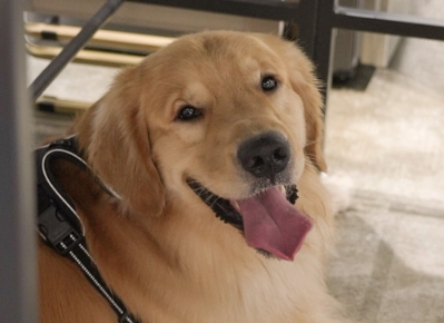 狗狗換牙照顧 狗狗換牙照顧