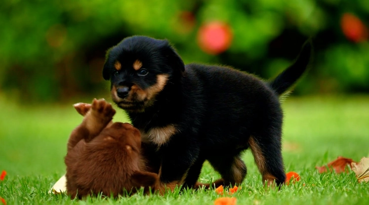幼犬咬東西怎麼辦 幼犬咬東西怎麼辦