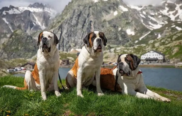 狗狗牙周病症狀