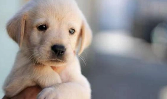 狗狗口臭解決方法