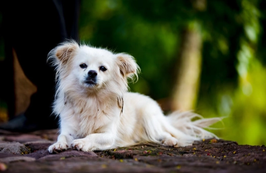 成年狗健康管理