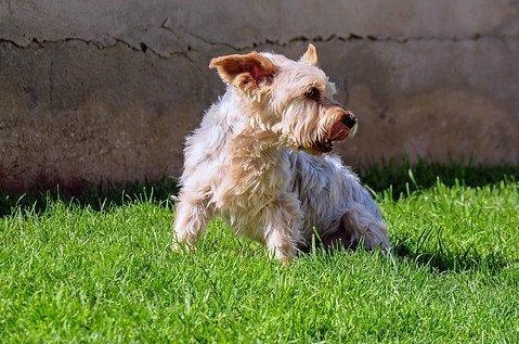 狗牙齦息肉症狀