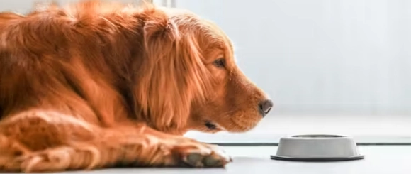 狗狗牙齒年齡判斷 狗狗牙齒年齡判斷