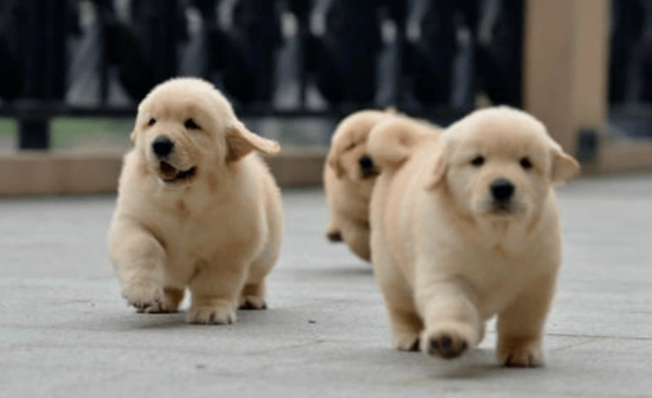 狗狗口臭解決 狗狗口臭解決