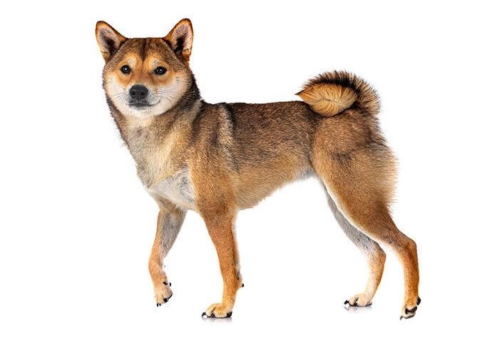 柴犬換牙 柴犬換牙