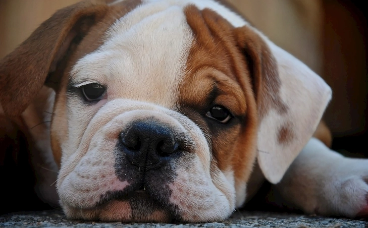 狗狗牙齒護理 狗狗牙齒護理