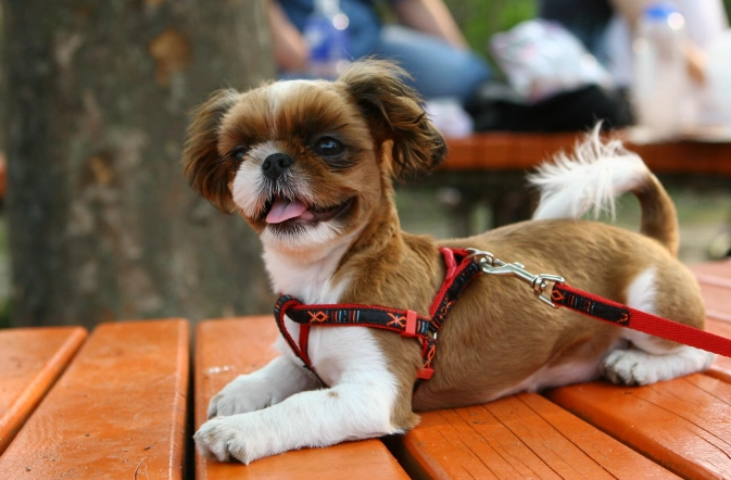 狗狗痴呆症 狗狗痴呆症