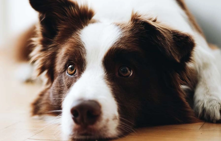 老年狗牙齦癌 老年狗牙齦癌
