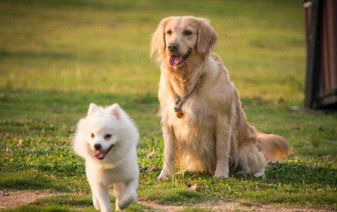 狗嘔吐黃色原因 狗嘔吐黃色原因