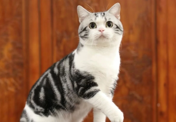 貓咪牙周病治療