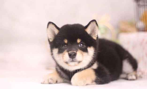 公狗滴血原因 公狗滴血原因