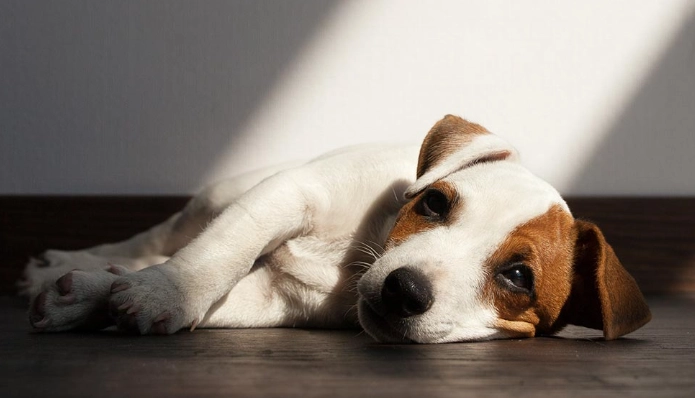 狗狗交配技巧 狗狗交配技巧