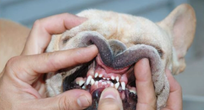 法鬥牙齒問題 法鬥牙齒問題