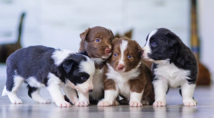 幼犬發情期注意事項 幼犬發情期注意事項