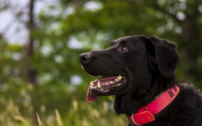 老狗認知功能障礙