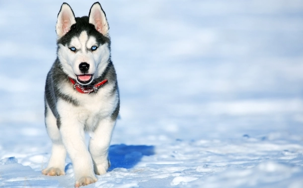 狗狗痴呆症 狗狗痴呆症