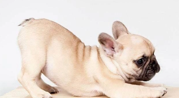 狗狗牙齒保健 狗狗牙齒保健