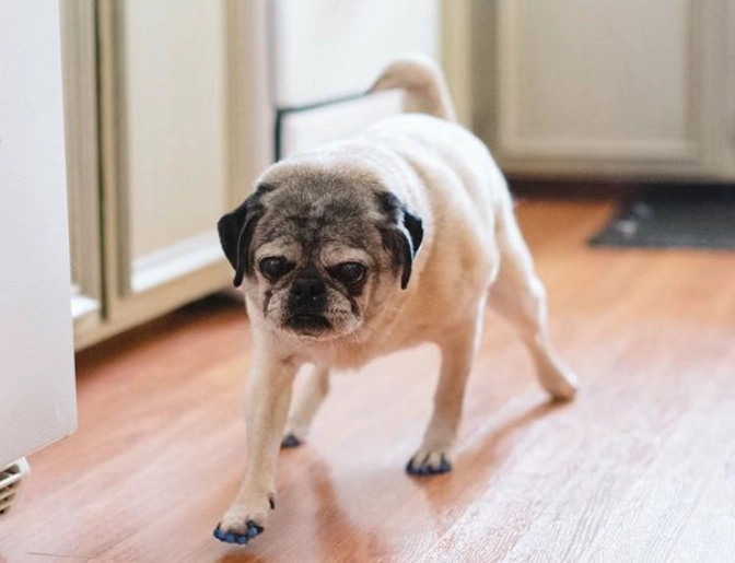 狗牙齦息肉治療