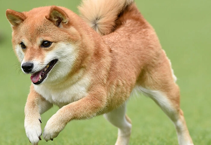 柴犬換牙 柴犬換牙