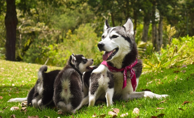 狗狗換牙期玩具