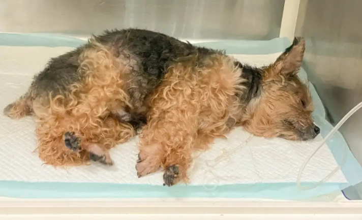 腎衰竭嘔吐症狀 腎衰竭嘔吐症狀