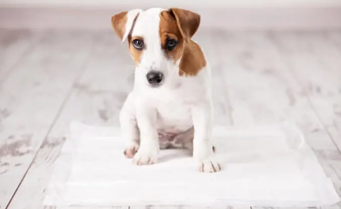 狗牙齒流血處理