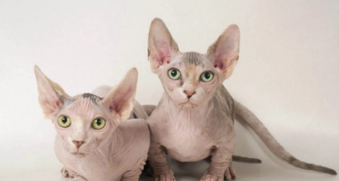 貓皮膚黑點原因