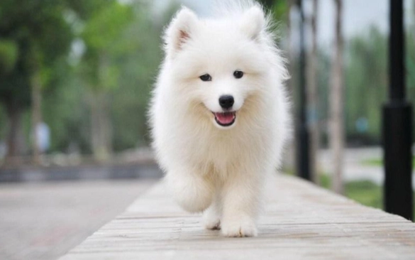 寵物飲食安全 寵物飲食安全