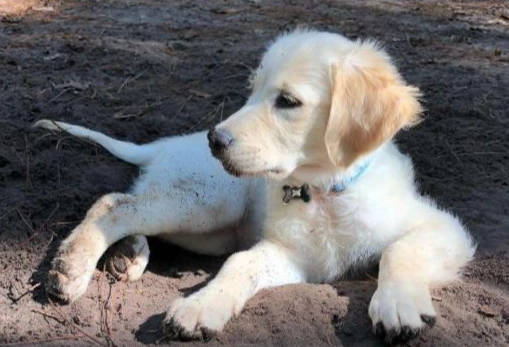 公狗發情期多長 公狗發情期多長