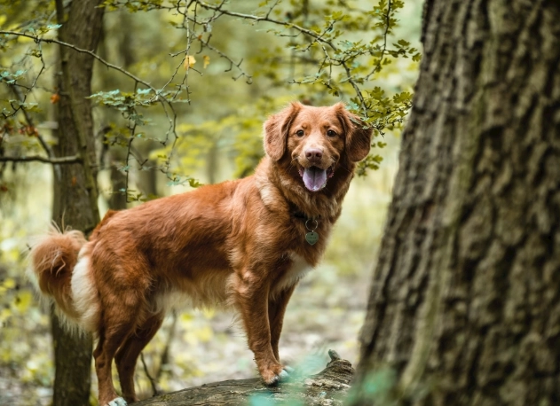 狗狗失智症照顧