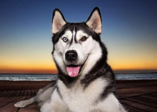 狗狗潔牙產品 狗狗潔牙產品