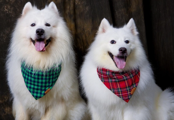 公狗發情期多長 公狗發情期多長