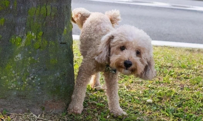 公狗發情食慾不振