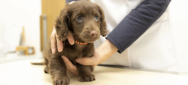 幼犬換牙問題 幼犬換牙問題