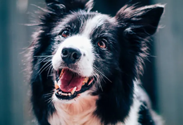 臘腸犬安樂死 臘腸犬安樂死