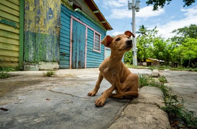 狗狗牙周病症狀