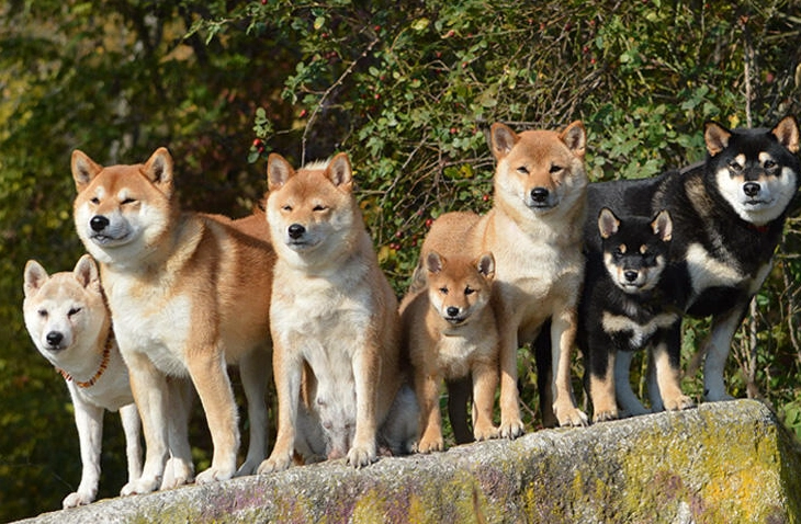 幼犬口腔護理 幼犬口腔護理