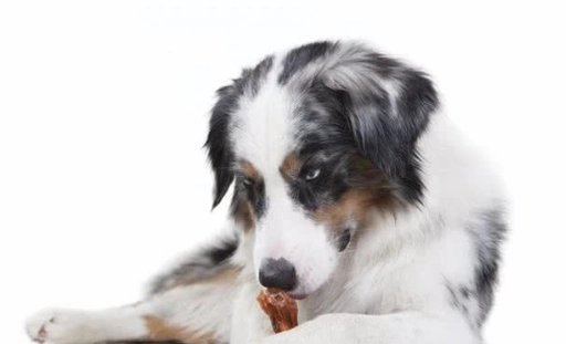 狗狗潔牙骨推薦 狗狗潔牙骨推薦