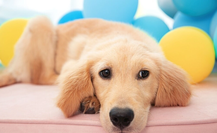 狗狗潔牙水評價